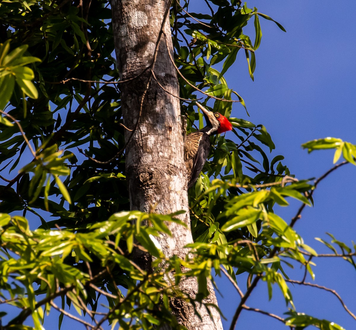 Crimson-crested Woodpecker - Ron Hoff Dollyann Myers