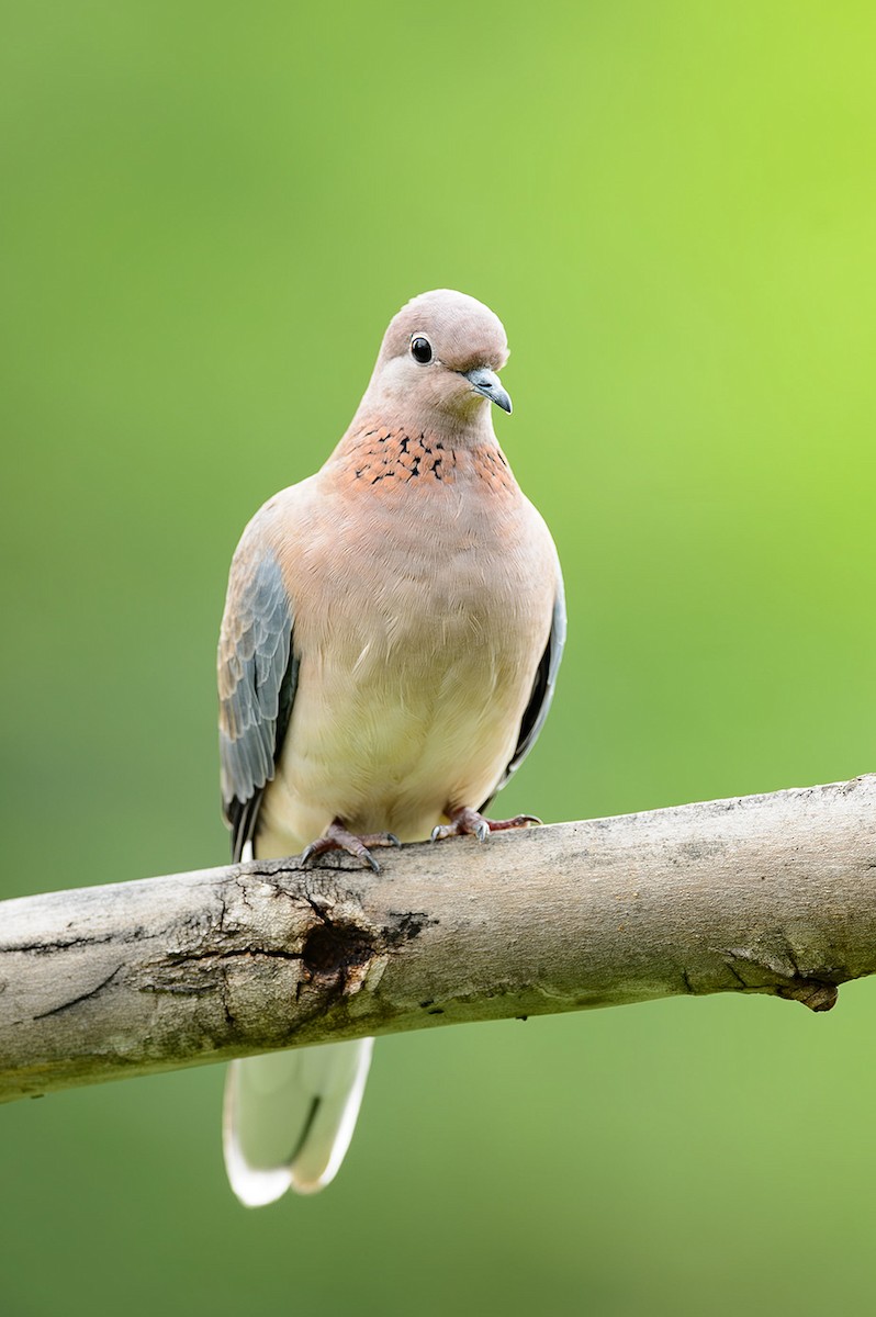 Laughing Dove - ML614345484