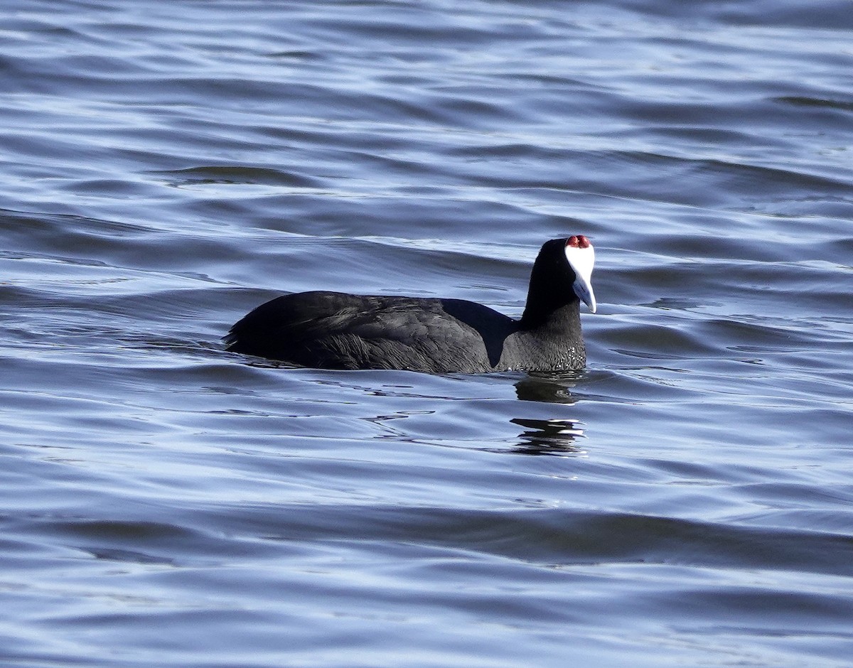 Red-knobbed Coot - ML614345487