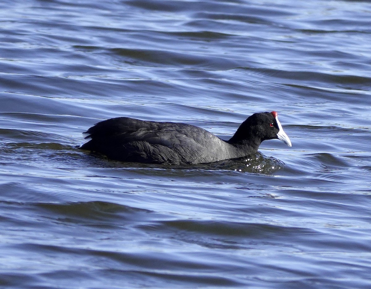 Red-knobbed Coot - ML614345488