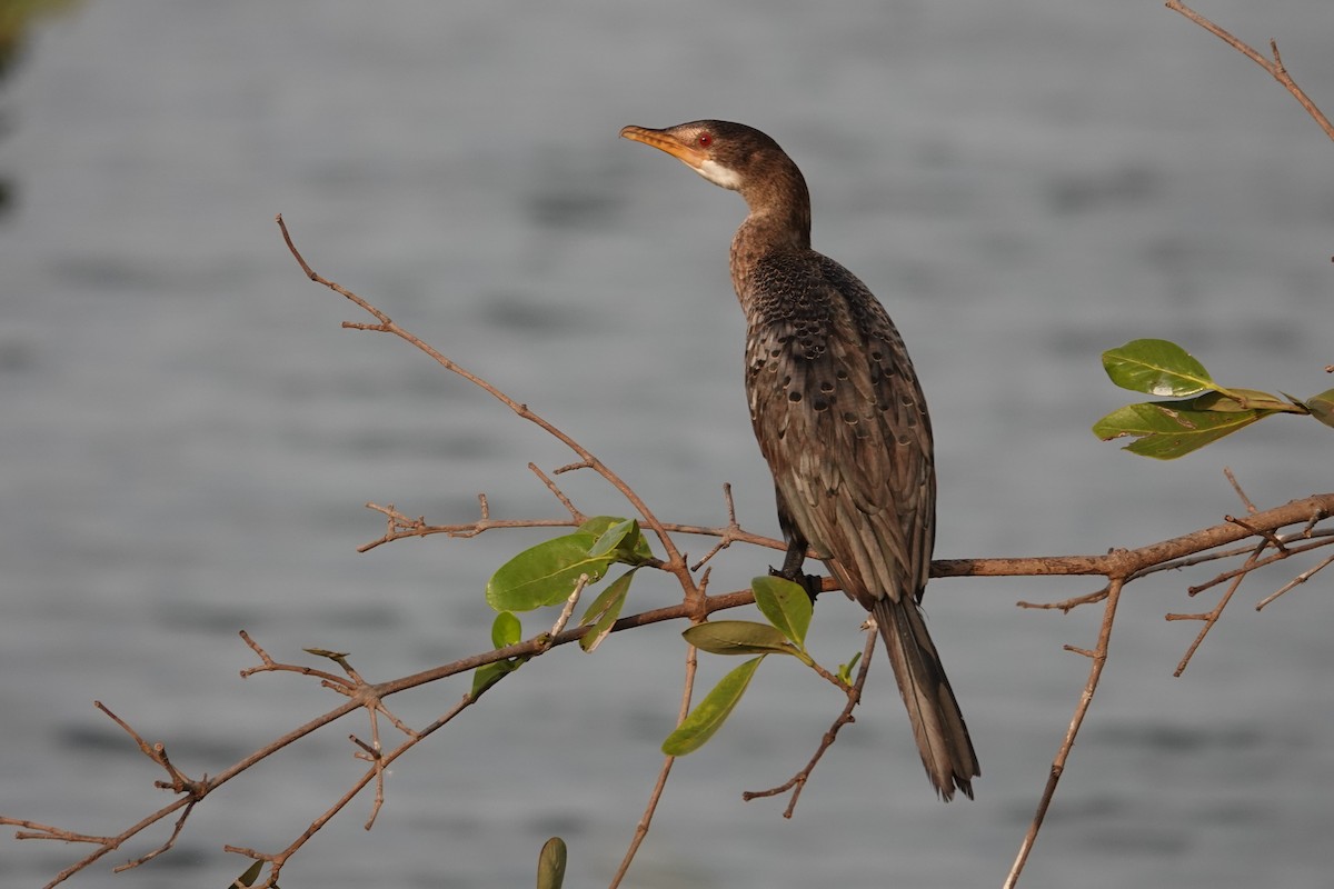 Long-tailed Cormorant - ML614345576