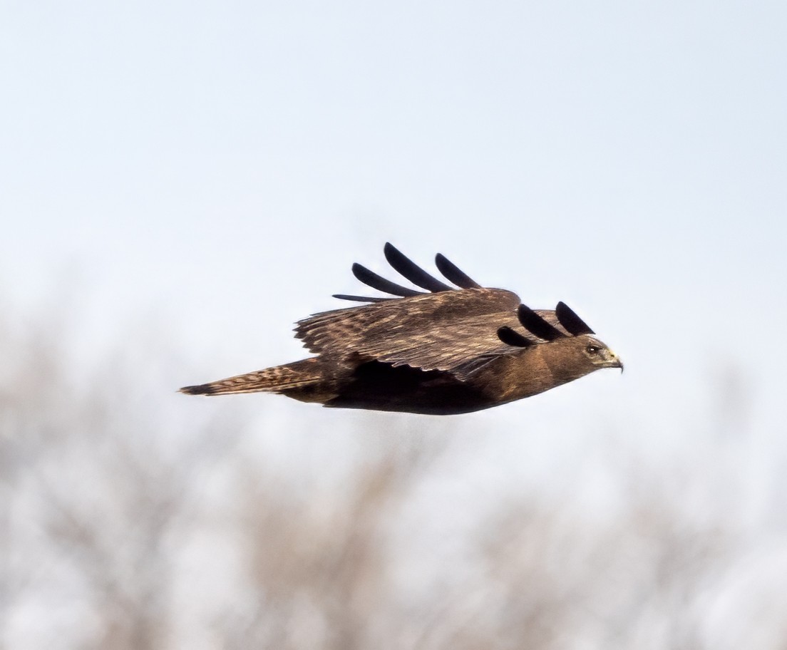 Red-tailed Hawk (calurus/abieticola) - ML614345800