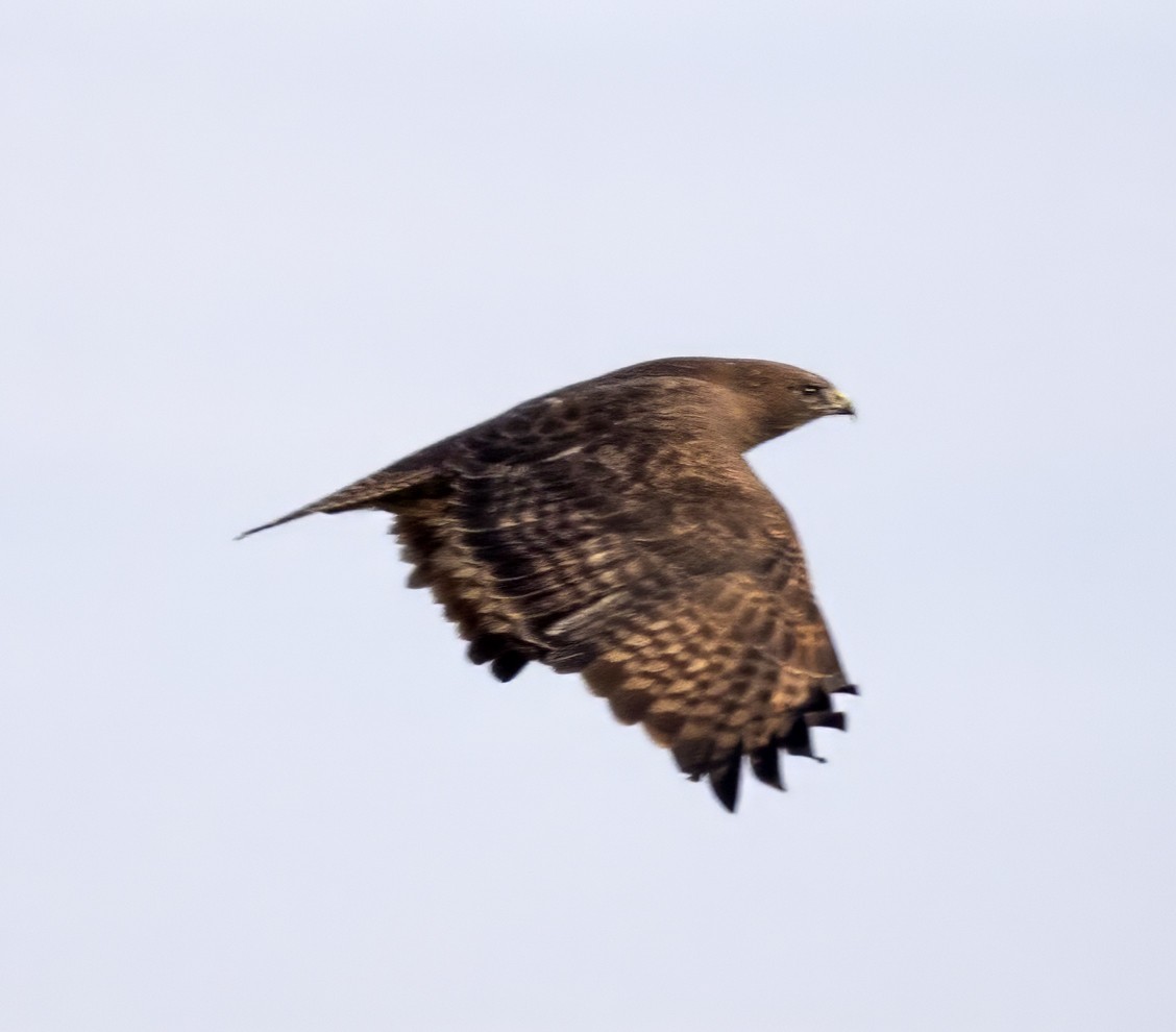 Red-tailed Hawk (calurus/abieticola) - ML614345801