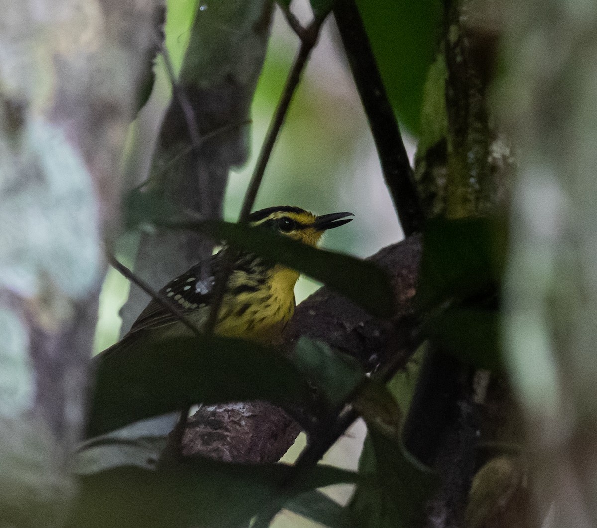 Yellow-browed Antbird - ML614345954
