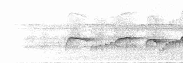 Atlantik Karınca Tiranı - ML614346010