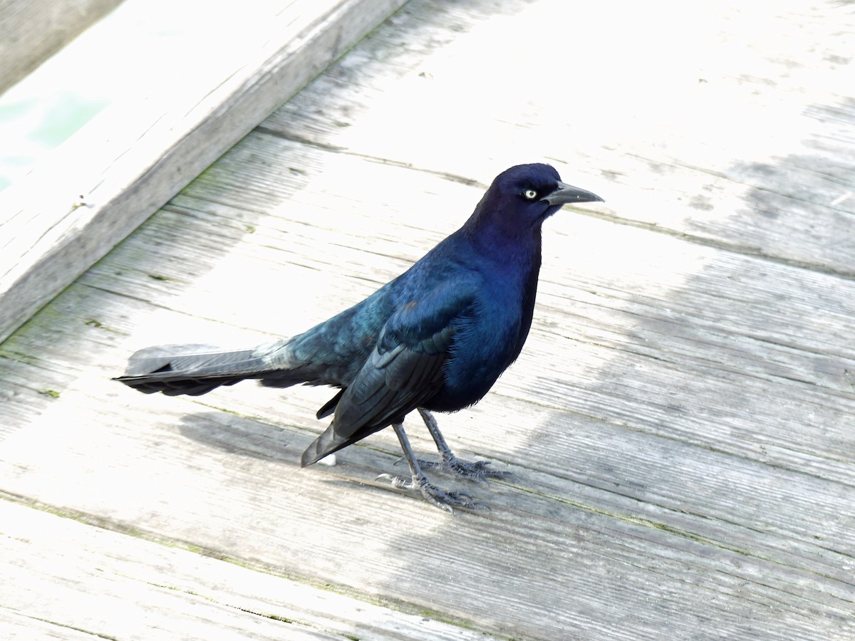 Boat-tailed Grackle - ML614346084