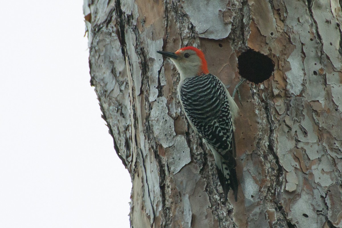 Red-bellied Woodpecker - ML614346207