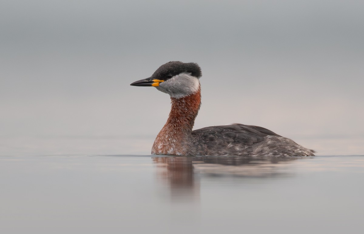 Red-necked Grebe - ML614346217