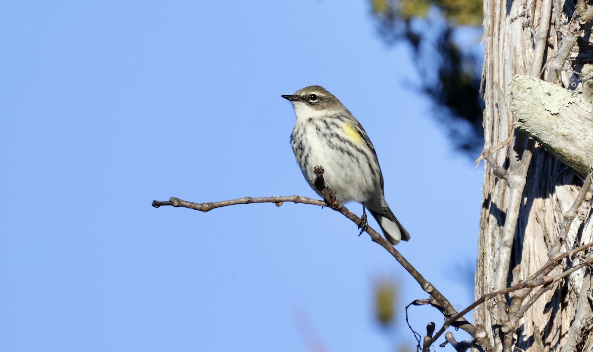 Yellow-rumped Warbler (Myrtle) - ML614346439