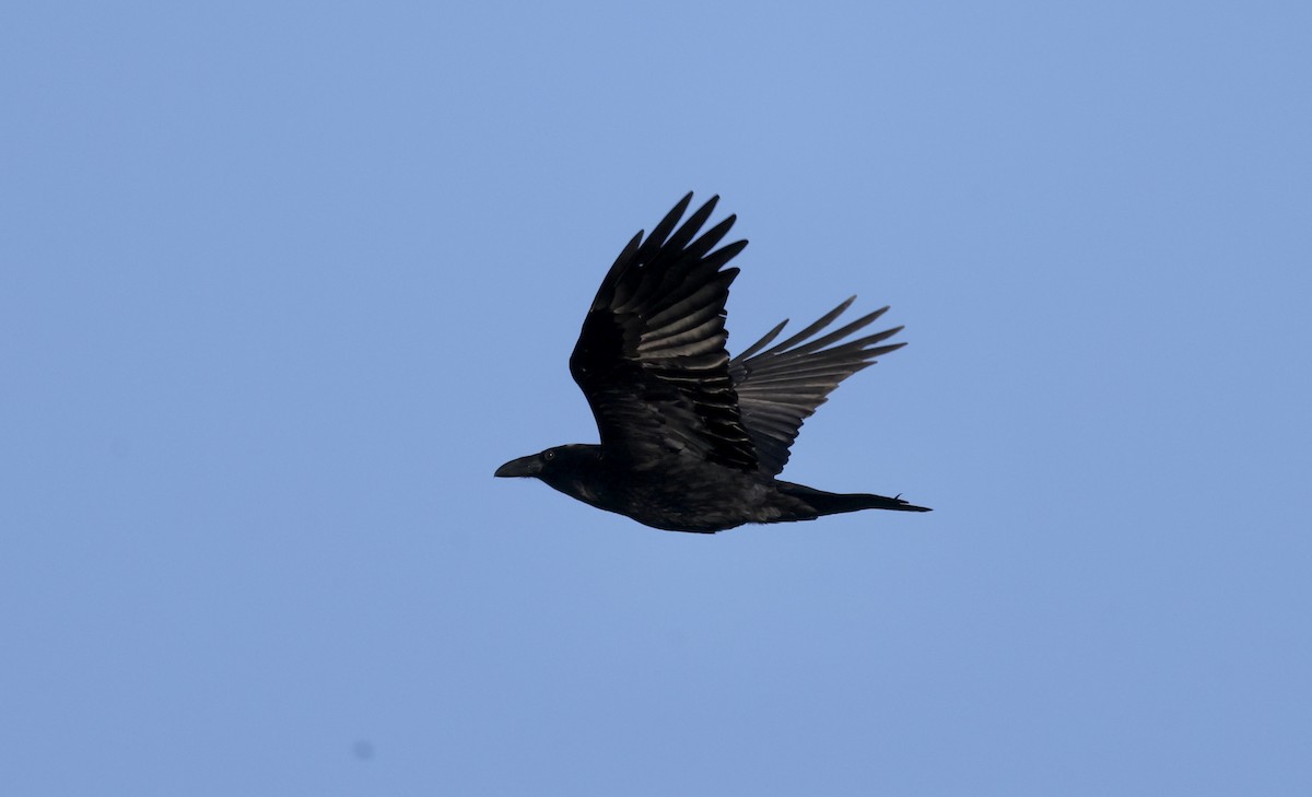 Common Raven - ML614346466