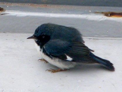 Black-throated Blue Warbler - ML614346489