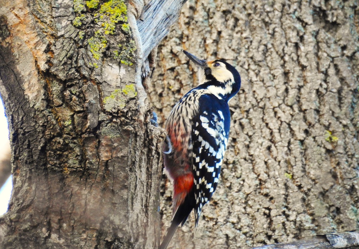White-backed Woodpecker - ML614346583