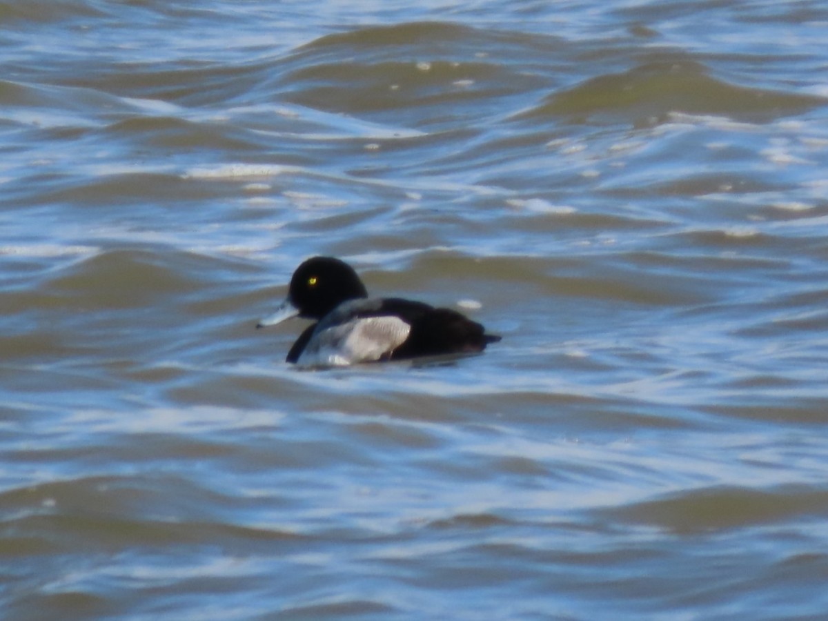 Greater Scaup - ML614346622