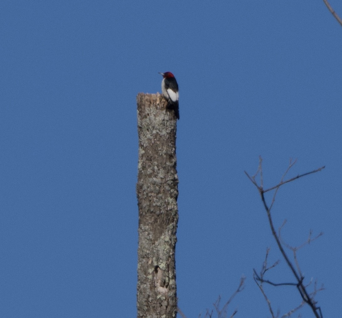 Red-headed Woodpecker - Michael Hartshorne