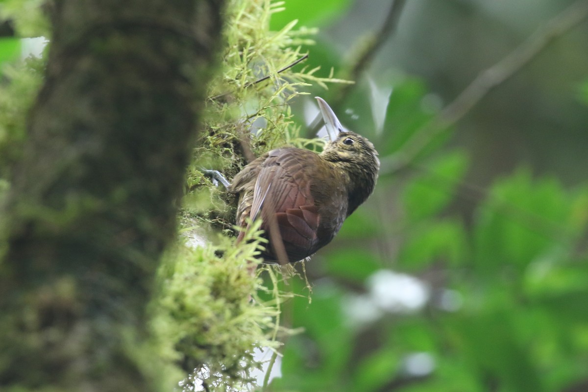 Spotted Woodcreeper - ML614347012