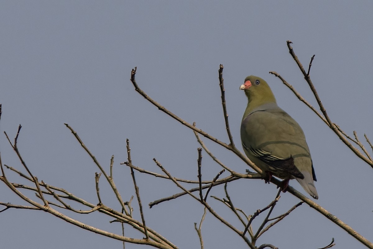 African Green-Pigeon - Volkan Donbaloglu