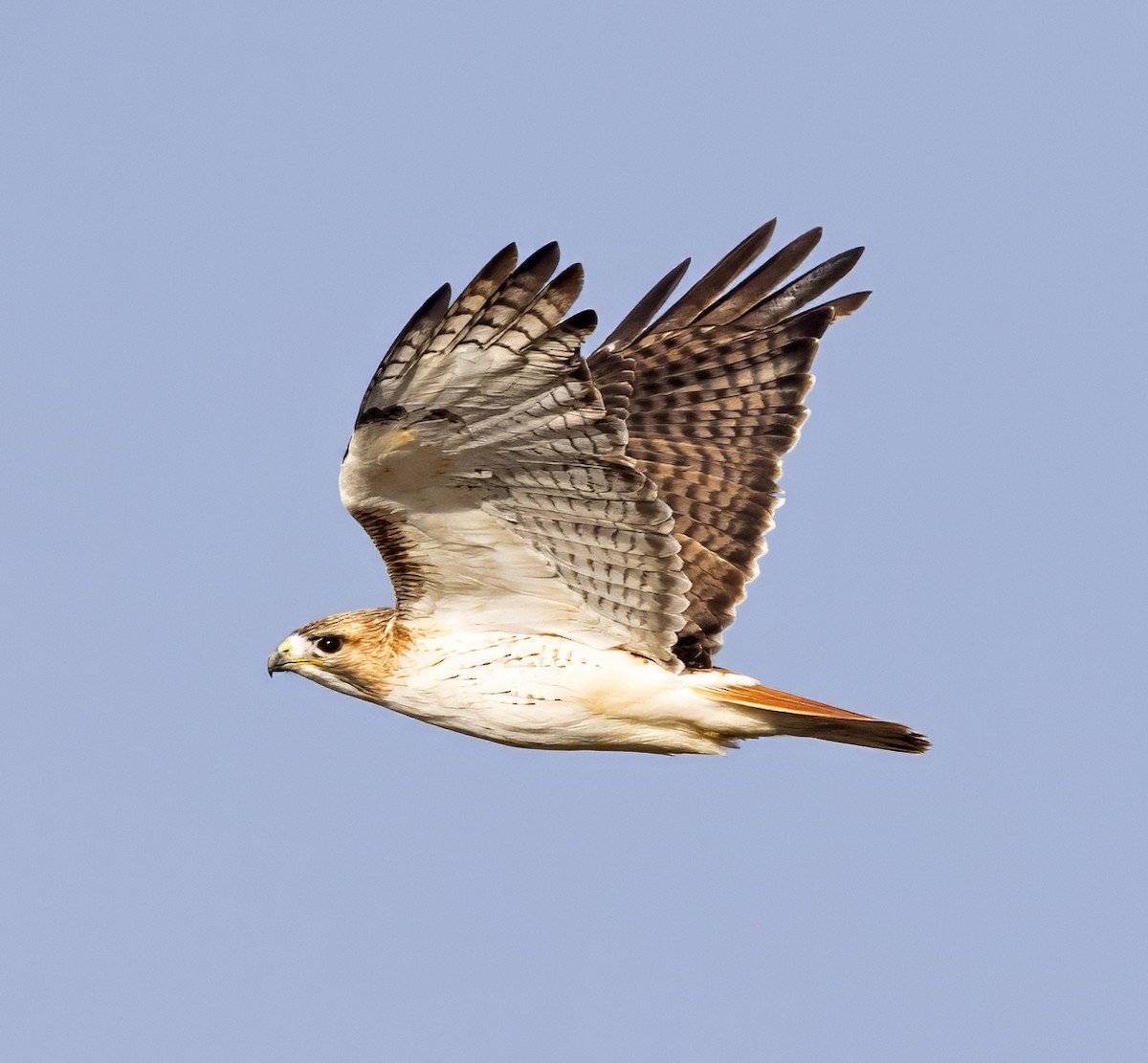 Red-tailed Hawk (borealis) - ML614347223