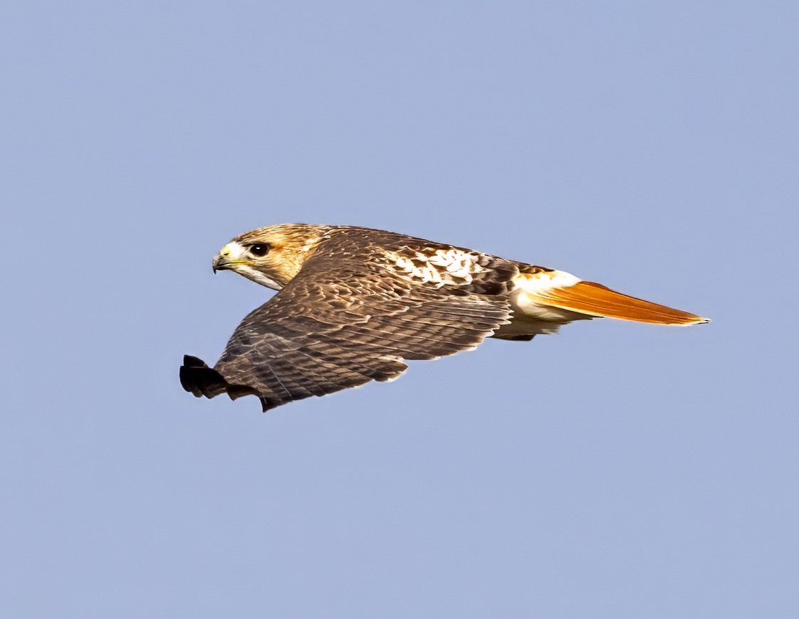 Red-tailed Hawk (borealis) - ML614347224