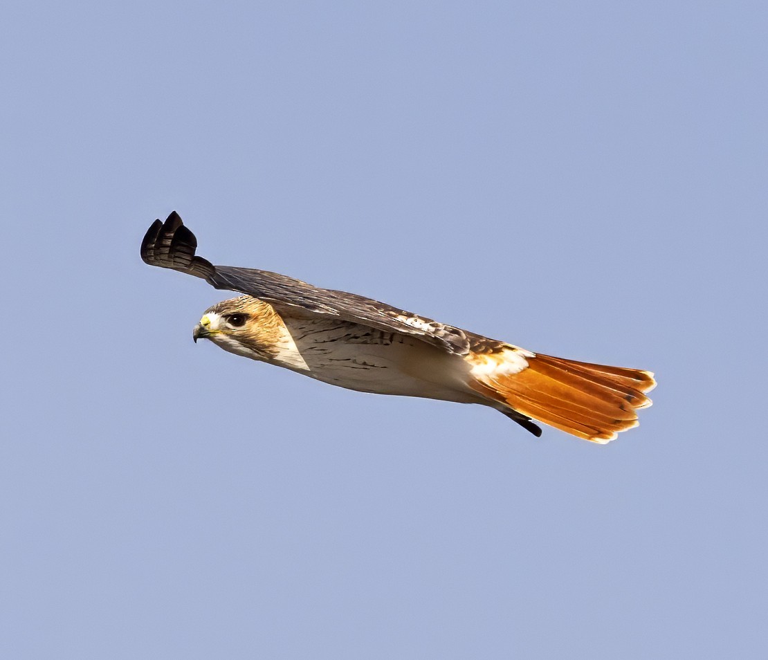 Red-tailed Hawk (borealis) - ML614347225