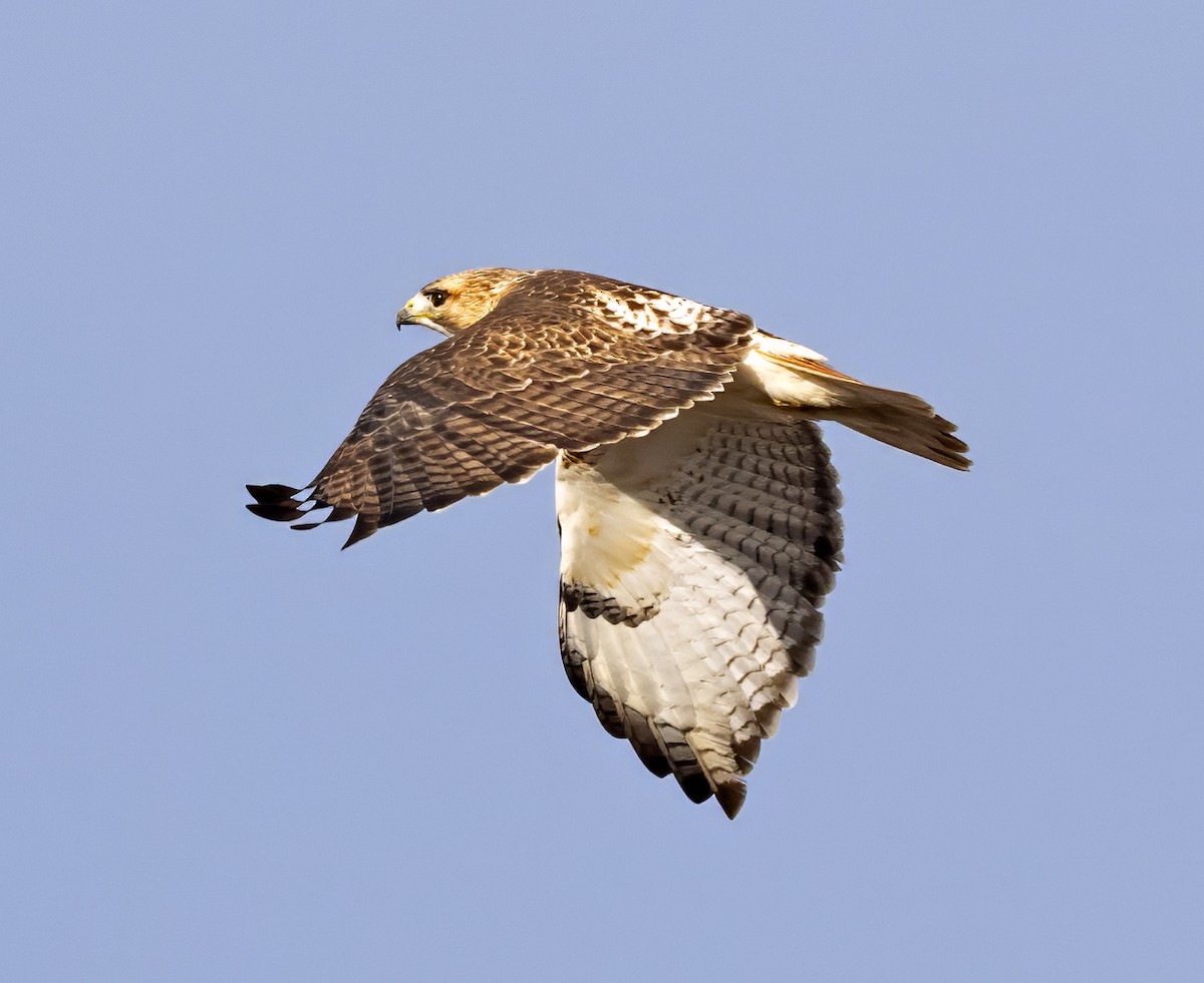 Red-tailed Hawk (borealis) - ML614347226