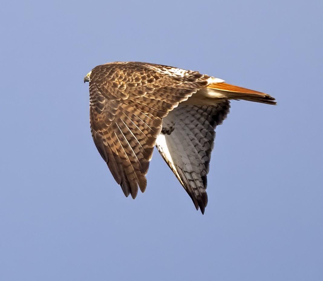 Red-tailed Hawk (borealis) - ML614347227