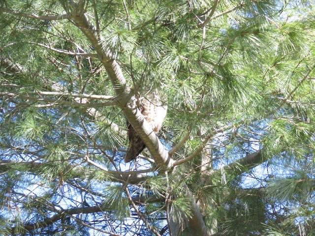 Long-eared Owl - ML614347232