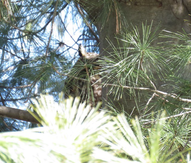 Long-eared Owl - ML614347233
