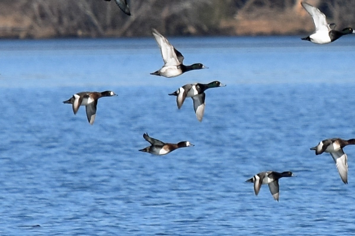 Greater Scaup - ML614347592