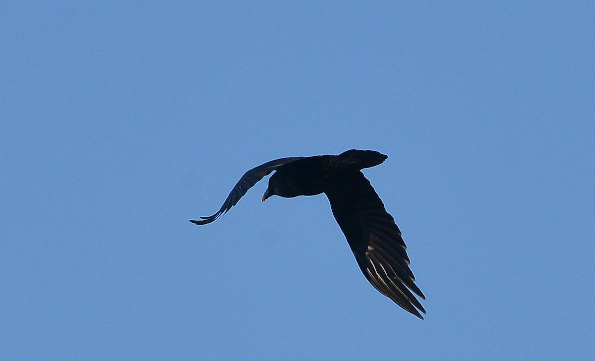 Common Raven - ML614347729