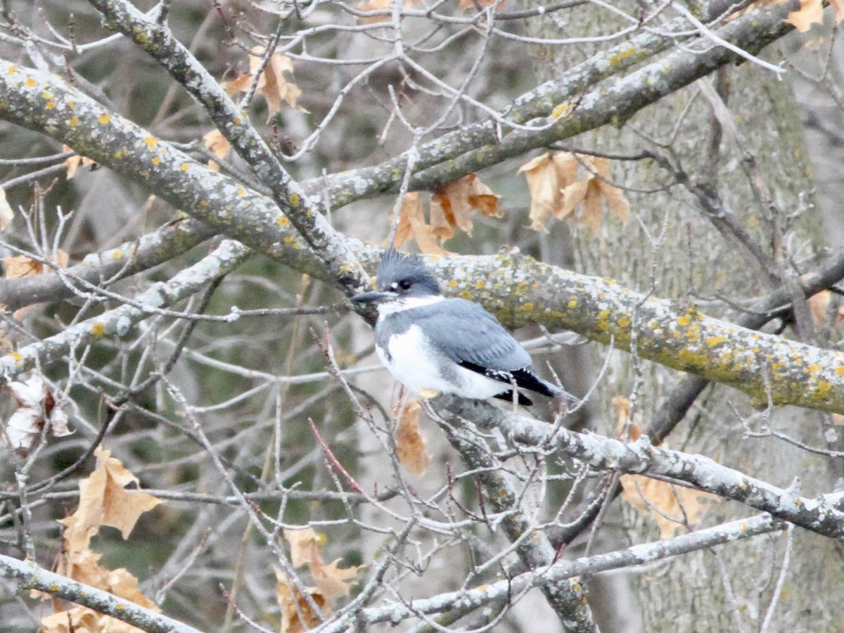 Belted Kingfisher - ML614347742