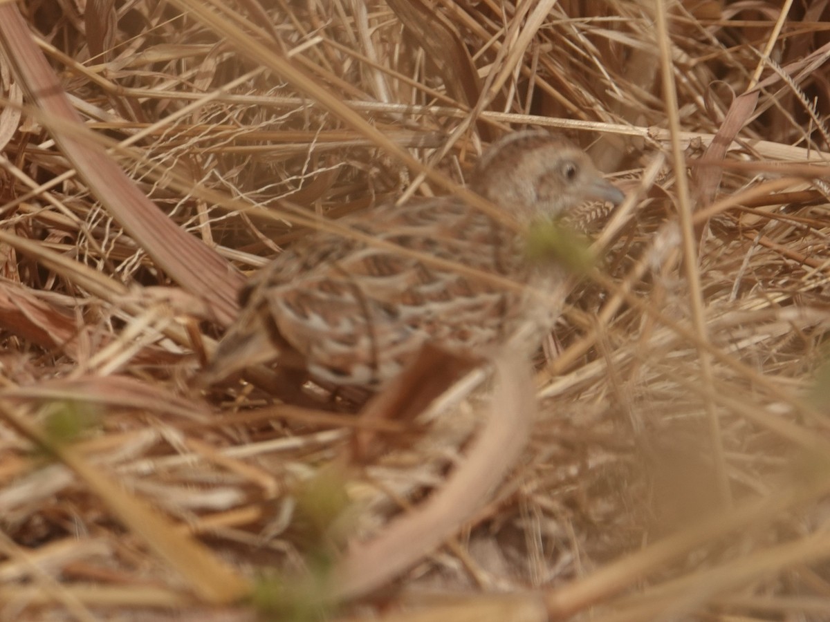 Small Buttonquail - Vincent PERRIN
