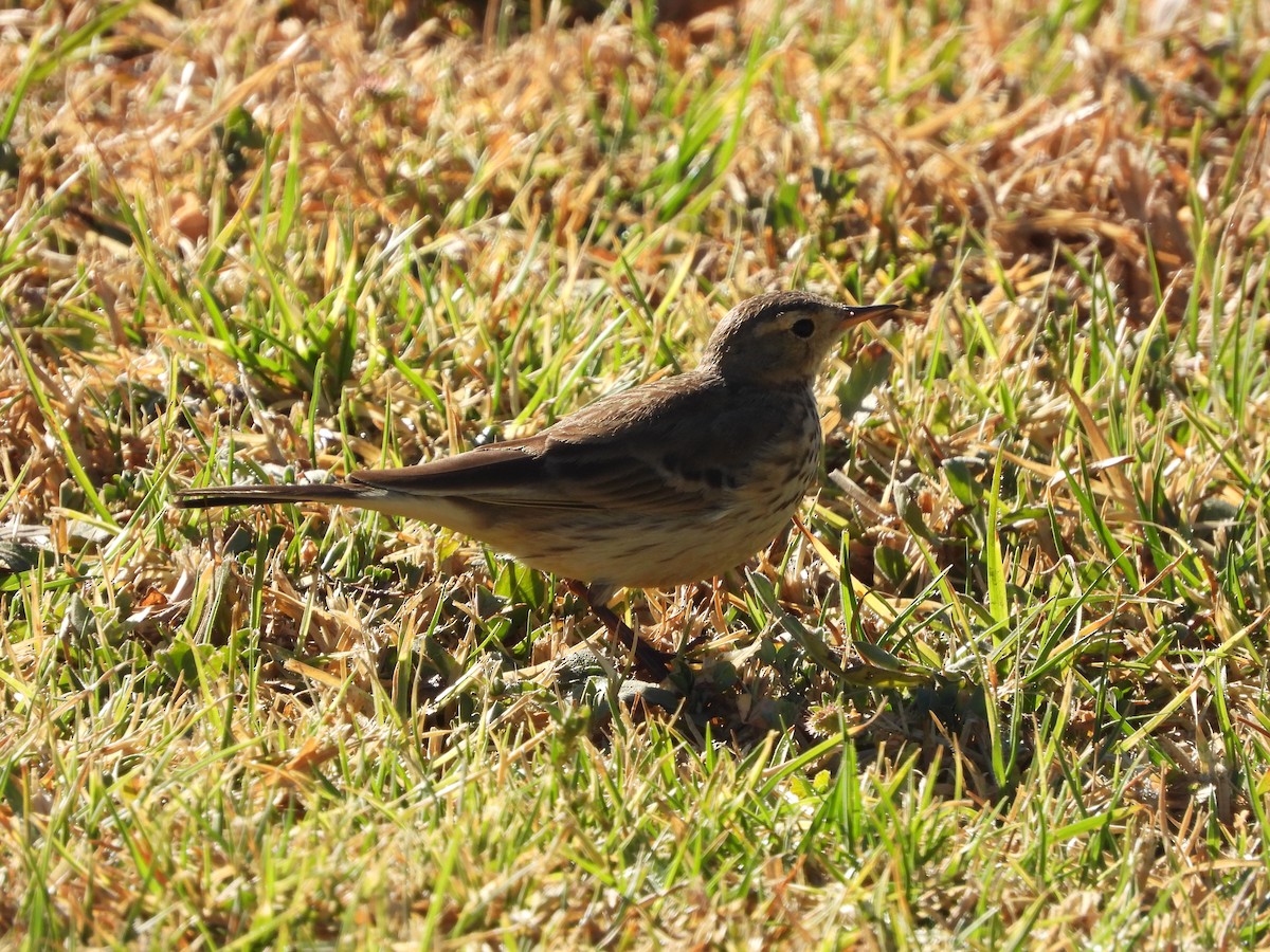 American Pipit (rubescens Group) - ML614348182