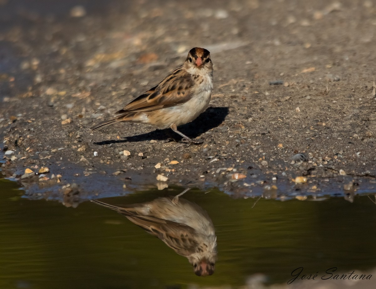 Pin-tailed Whydah - ML614348202