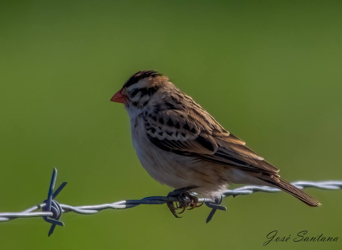 Pin-tailed Whydah - ML614348212