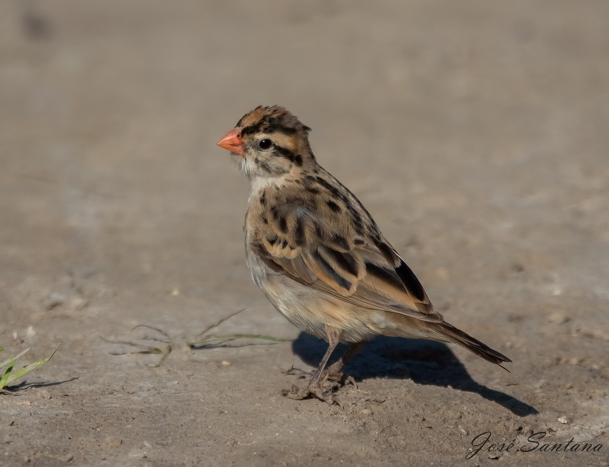 Pin-tailed Whydah - ML614348213