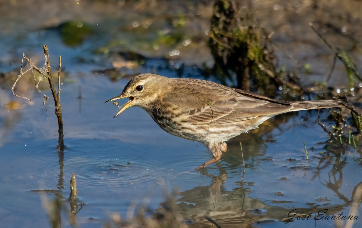 Water Pipit - ML614348229