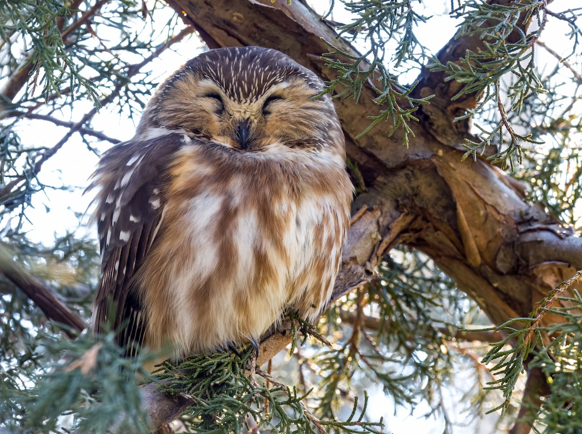 Northern Saw-whet Owl - Tom Gilde
