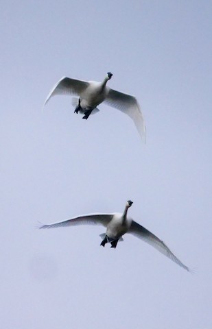 Tundra Swan - Roger Horn