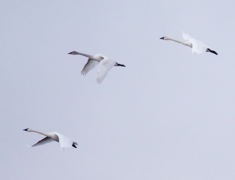 Tundra Swan - Roger Horn