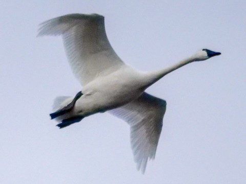Tundra Swan - Roger Horn