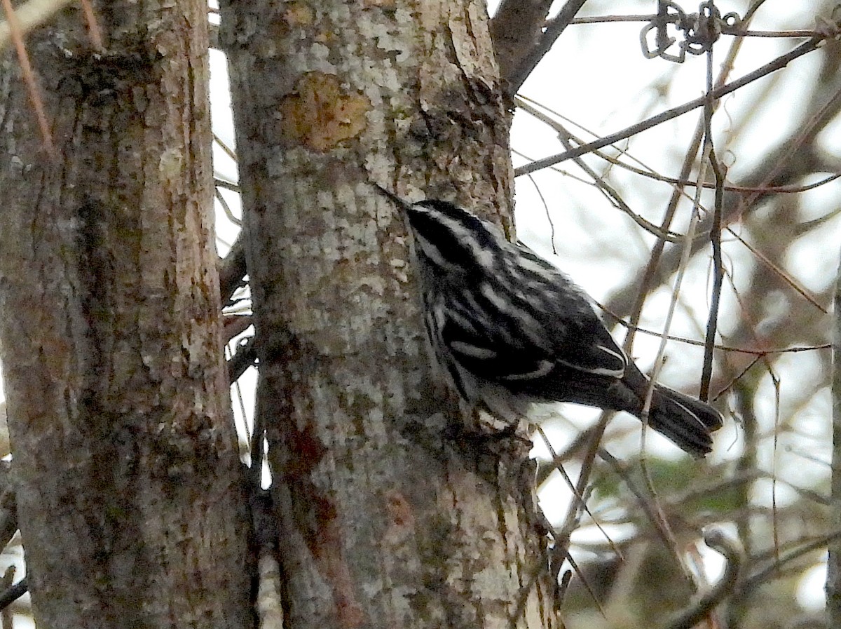 Black-and-white Warbler - ML614348398
