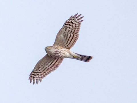 Sharp-shinned Hawk - Roger Horn