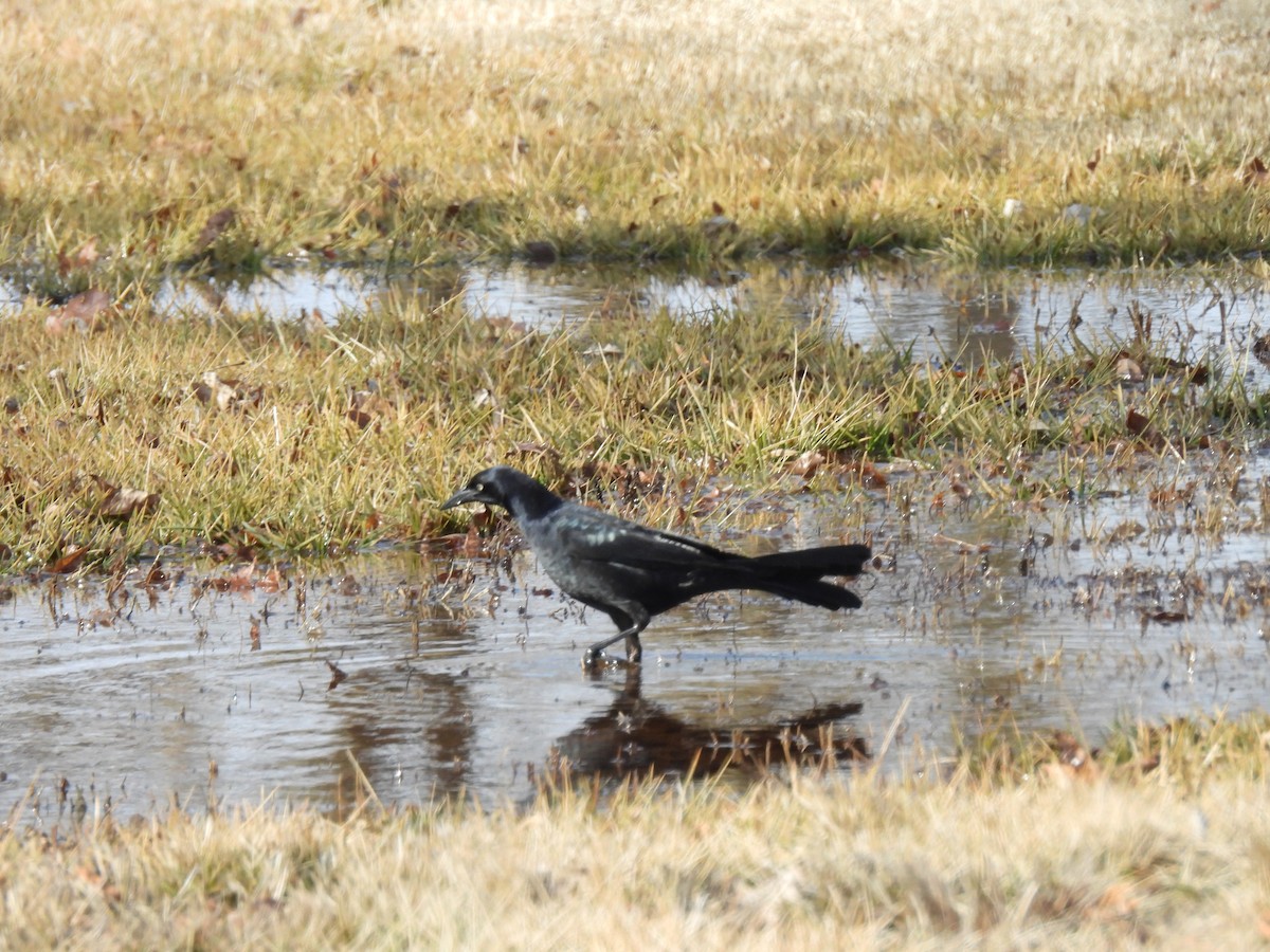 Great-tailed Grackle - ML614349081