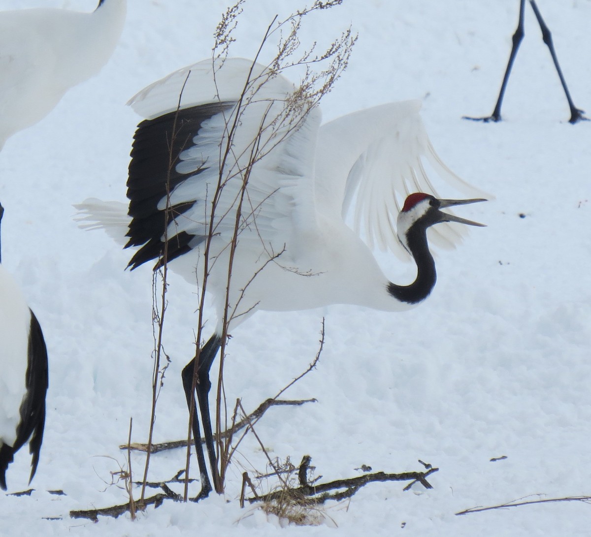 Red-crowned Crane - ML614349099