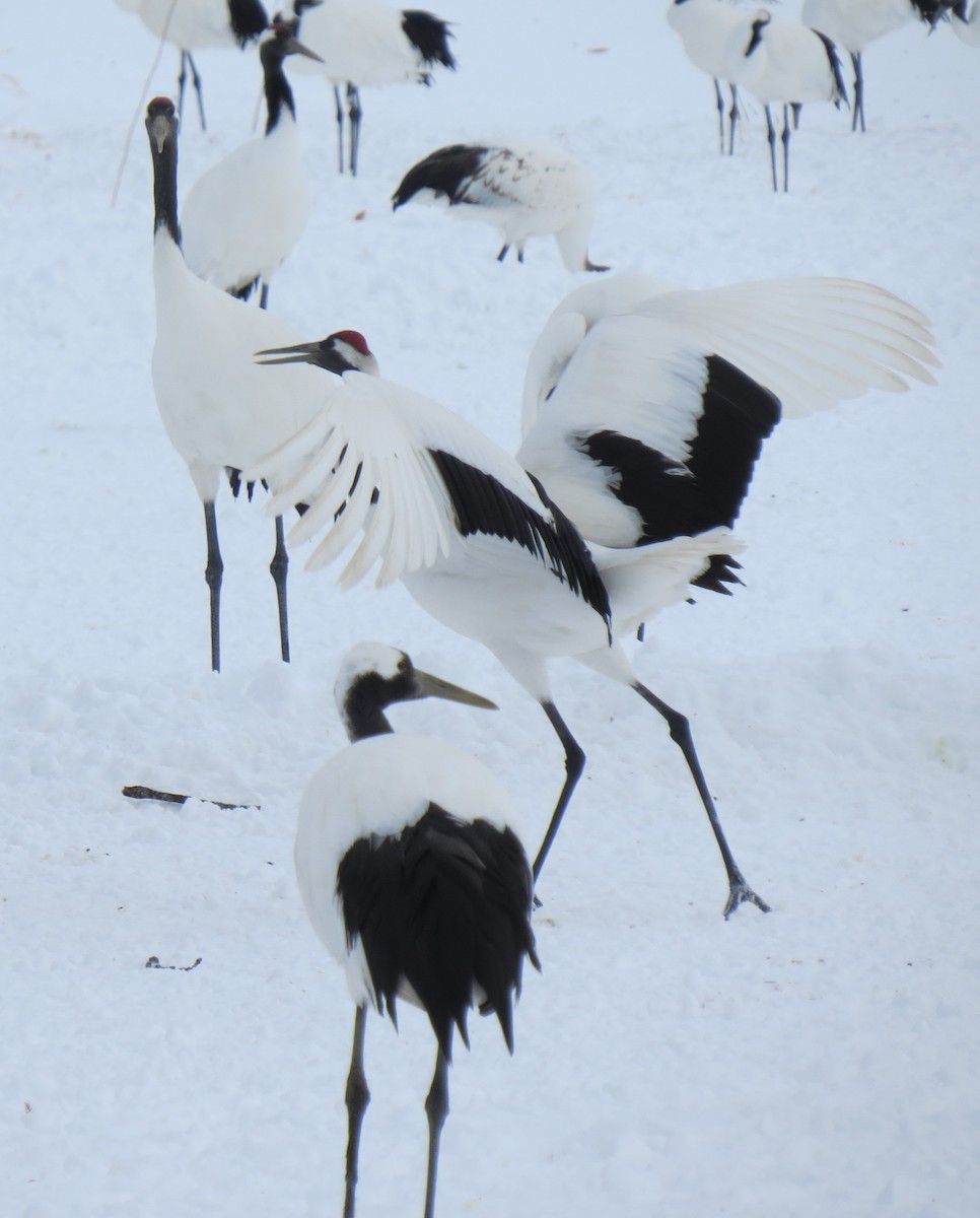 Red-crowned Crane - ML614349101