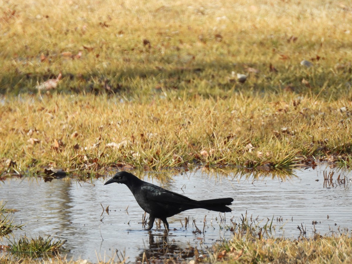 Great-tailed Grackle - ML614349169