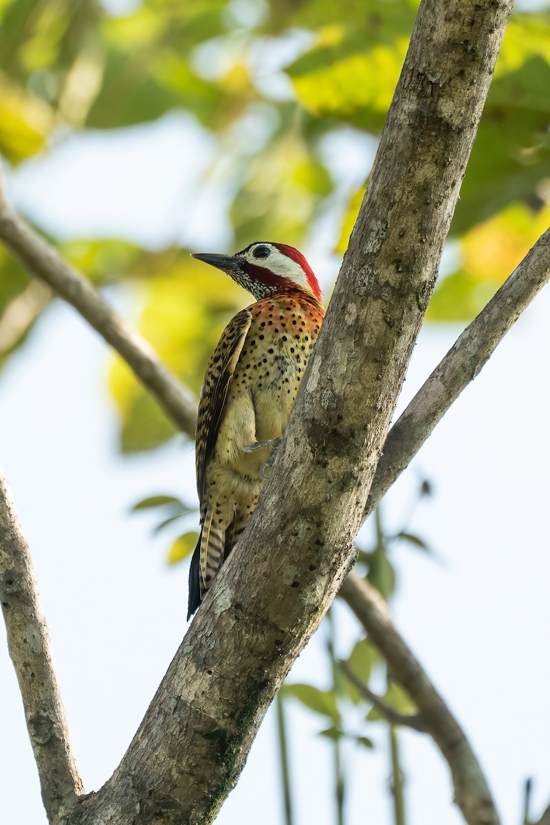 Spot-breasted Woodpecker - ML614349451