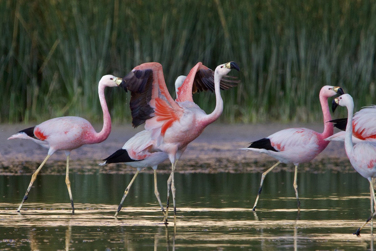 Andean Flamingo - ML614349897