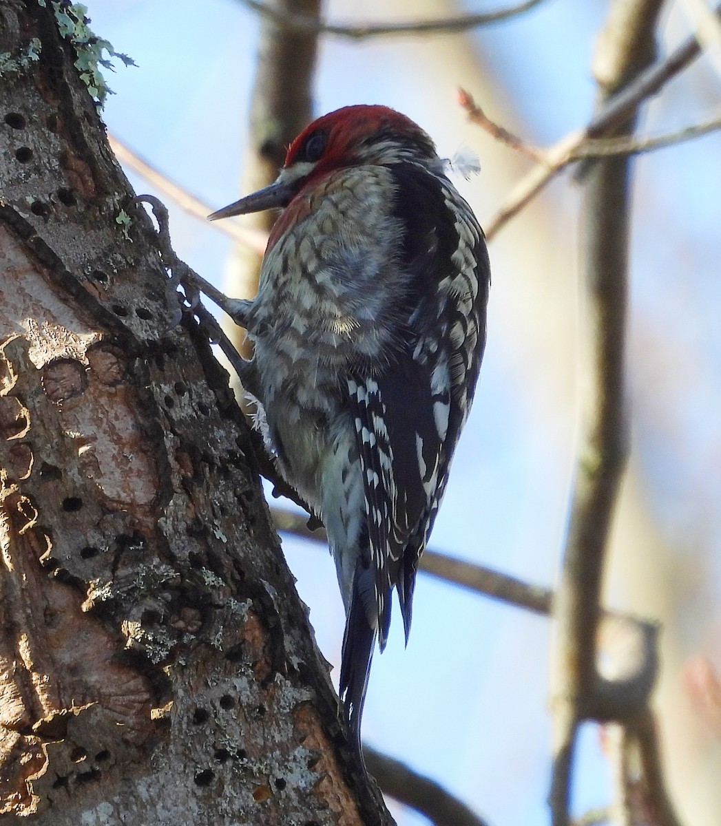 Red-breasted Sapsucker - ML614349970