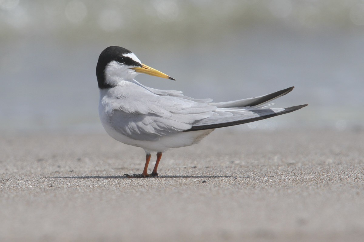 Little Tern - Clive Temple